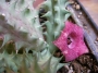 Хуерния (Huernia macrocarpa)