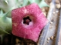 Хуерния (Huernia macrocarpa)