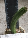 Хуерния (Huernia macrocarpa)