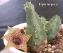 Хуерния (Huernia Piersii)