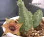 Хуерния (Huernia Piersii)