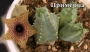 Хуерния (Huernia Piersii)