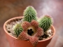 Хуерния (Huernia pillansii)