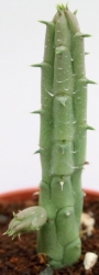Хуерния (Huernia procumbens)