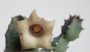 Хуерния (Huernia quinta)