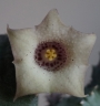 Хуерния (Huernia quinta)