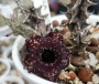 Хуерния (HUERNIA SAUDI ARABICA HYBRID)