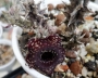 Хуерния (HUERNIA SAUDI ARABICA HYBRID)