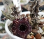Хуерния (HUERNIA SAUDI ARABICA HYBRID)
