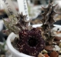 Хуерния (HUERNIA SAUDI ARABICA HYBRID)