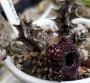 Хуерния (HUERNIA SAUDI ARABICA HYBRID)