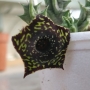 Хуерния (HUERNIA SAUDI ARABICA HYBRID)