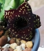 Хуерния (HUERNIA SAUDI ARABICA HYBRID)