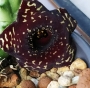 Хуерния (HUERNIA SAUDI ARABICA HYBRID)
