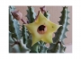 Хуерния (Huernia thuretii var. primulina)