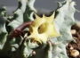 Хуерния (Huernia thuretii var. primulina)