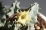 Хуерния (Huernia thuretii var. primulina)