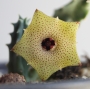 Хуерния (Huernia thuretii ツレッティーHUE084)