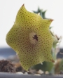 Хуерния (Huernia thuretii ツレッティーHUE084)