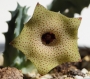 Хуерния (Huernia thuretii ツレッティーHUE084)