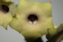 Хуерния (Huernia thuretii ツレッティーHUE084)