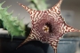 Хуерния (Huernia zebrina magniflora x H. saudiarabica)