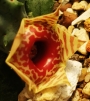 Хуерния (Huernia Zebrina ssp insigniflora)