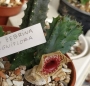 Хуерния (Huernia Zebrina ssp insigniflora)