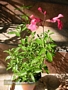Салвия (Salvia greggii)