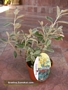 Брахиглотис (Brachyglottis Sunshine Senecio)