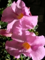 Инкарвилея (Incarvillea Delavayi)