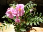 Инкарвилея (Incarvillea Delavayi)