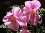 Инкарвилея (Incarvillea Delavayi)