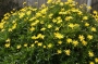 Юриопс (Euryops pectinatus)