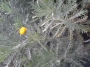 Юриопс (Euryops pectinatus)