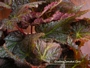 Бегония рекс (Begonia Rex)