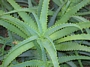 Алое Арборесценс, малко (Aloe Arborescens)