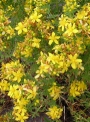 Жълт кантарион (Hypericum perforatum)