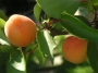 Кайсия сорт Унгарска (Apricot)