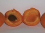 Кайсия сорт Унгарска (Apricot)