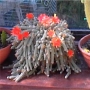 Хамаецереус Ехинопсис силвестри (Chamaecereus silvestrii Echinopsis silvestrii)