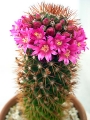 Мамилария (Cactus Mammillaria backerbergiana ssp ernestii)