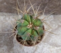 Кактус (Cactus)