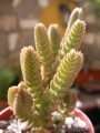 Красула (Crassula lycopodioides)