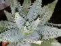 Алое (Aloe peglerae, Aloe marlotii)