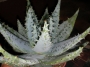 Алое (Aloe peglerae, Aloe marlotii)