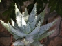 Алое (Aloe peglerae, Aloe marlotii)