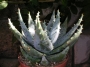 Алое (Aloe peglerae, Aloe marlotii)