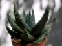 Алое (Aloe peglerae, Aloe marlotii)