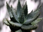 Алое (Aloe peglerae, Aloe marlotii)